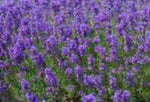 Does Lavender Help You Sleep?