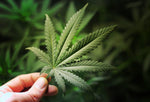 Does Marijuana Affect REM Sleep?
