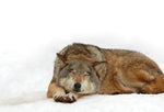 Is There a Best Mattress for Each Chronotype?