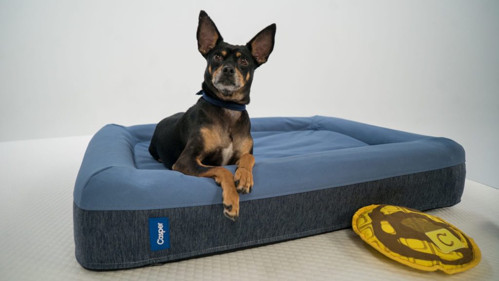 Best Dog Beds Comfy Pick for Fur Babies of All Sizes