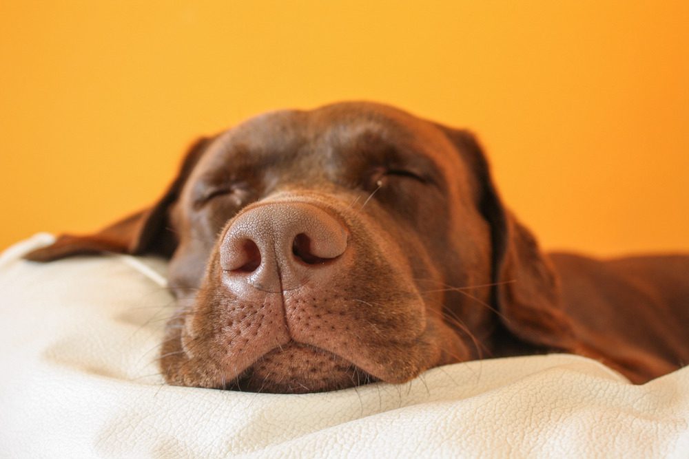 Average sleep for dogs best sale